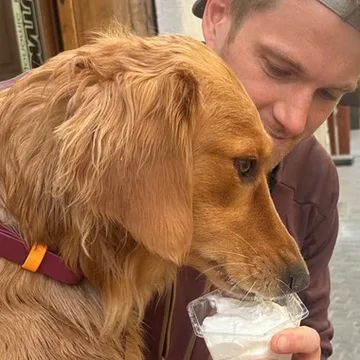 Nugget, a golden retriever, licking a cup of gelato